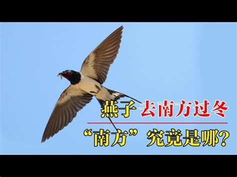 台灣燕子遷徙|帶著福氣的鳥兒：燕子